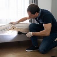 Bed bug control